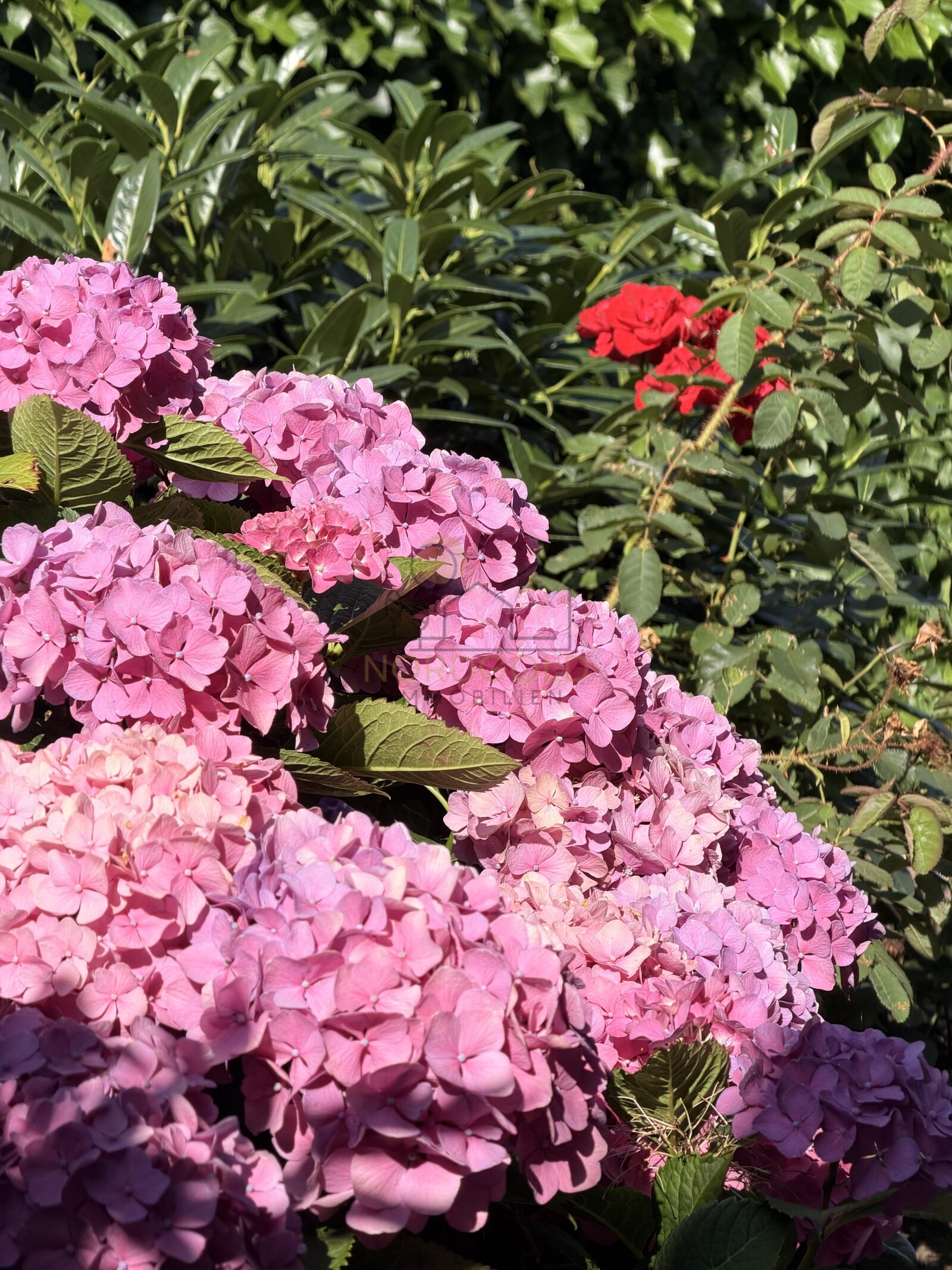 Gartenimpression Gartenimpression