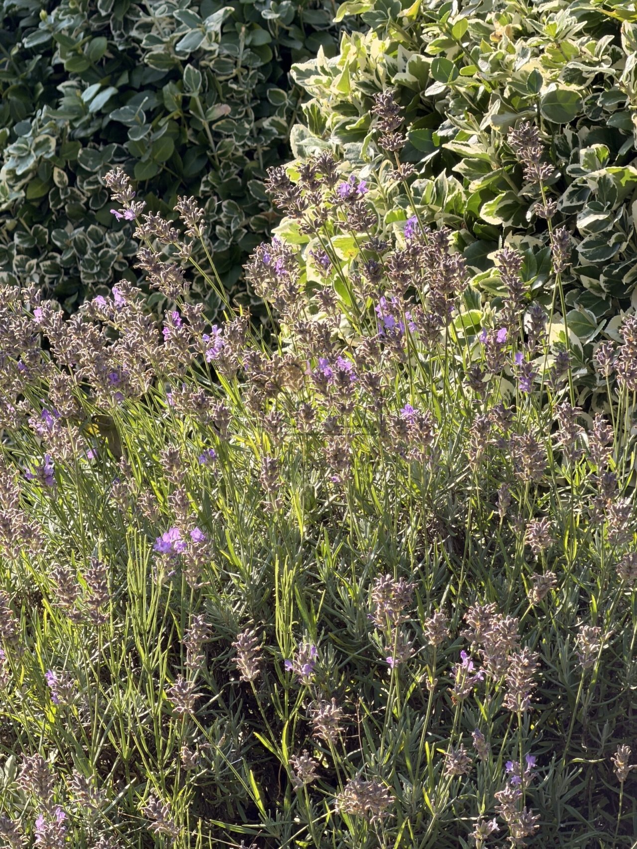 Gartenimpression Gartenimpression